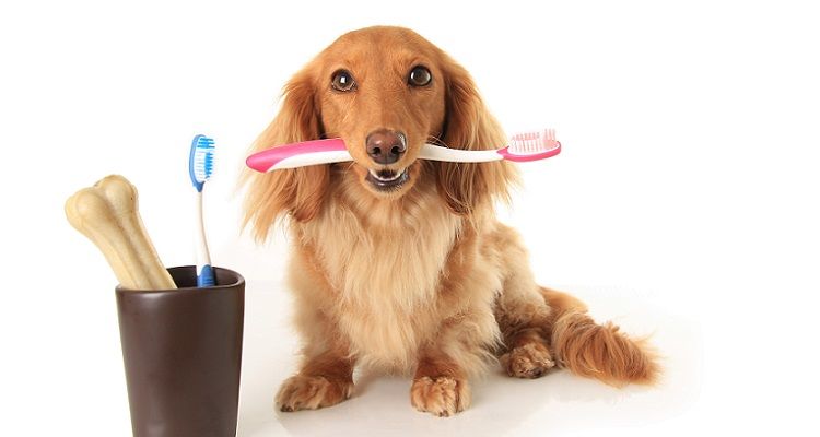 Image of blog post Make Your Own Doggy Toothpaste!