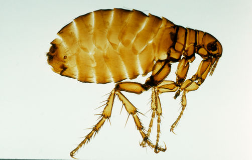 Image of blog post Dog Days of Summer: Bug Off!