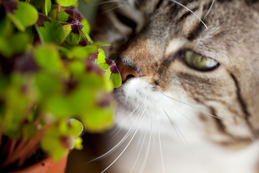 Image of blog post Toxicity in Flowers and Plants