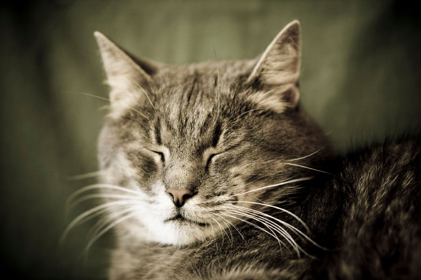 Image of blog post Hyperthyroidism in Older Cats