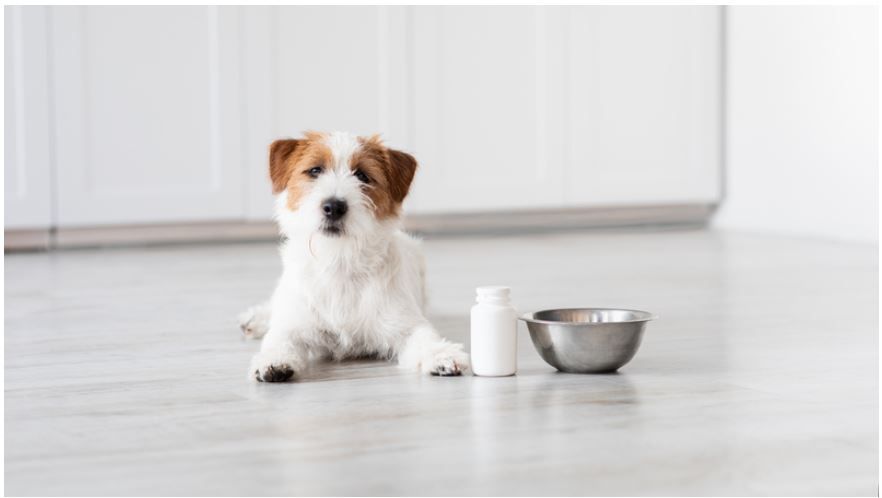 Cancer In Pets: Fighting Disease with Alternative Treatments