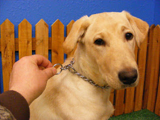 Choke Chains aka Chain Training Collar