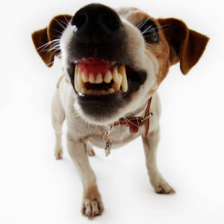 Dogs Bite!