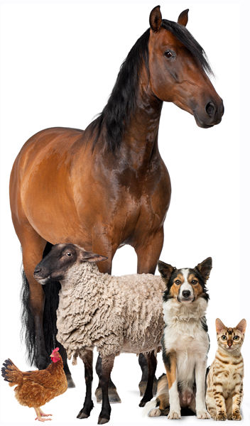 Dog-Cat