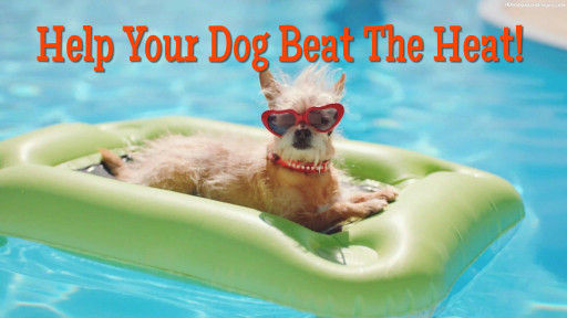 Tips to Keep Your Critters Cool