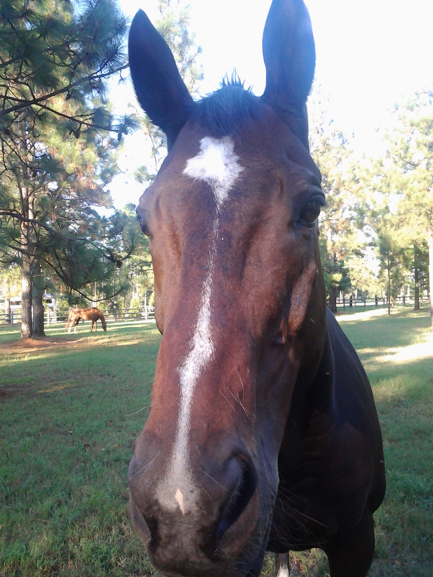 Meet The "Official Product Testers" Of Moore Equine Feed & Pet Supply