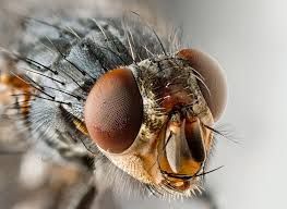 Bye-Bye Fly!