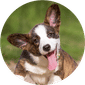 Dog Food & Supplies