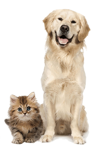 Dog-Cat