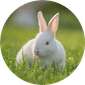 Small Animal Food & Supplies