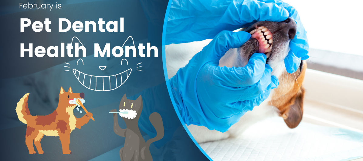 Why Is Your Pet's Dental Health Important?