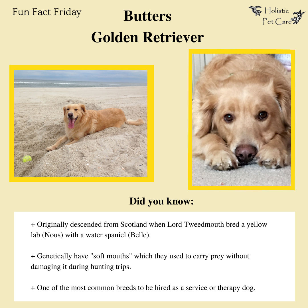 Butters - Golden Retriever - Whippany, New Jersey