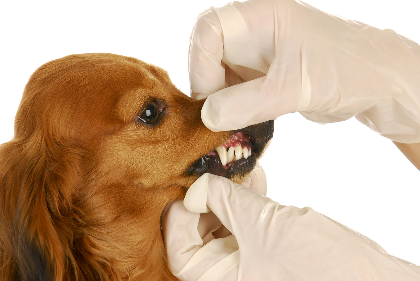 do dogs need annual dental cleaning