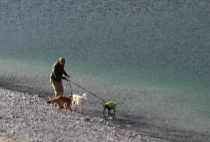 Dogs Waterside