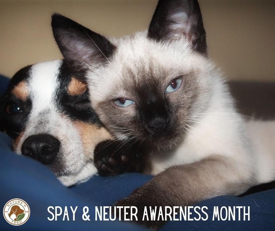 February National Spay And Neuter Awareness Month Spring Grove, Illinois