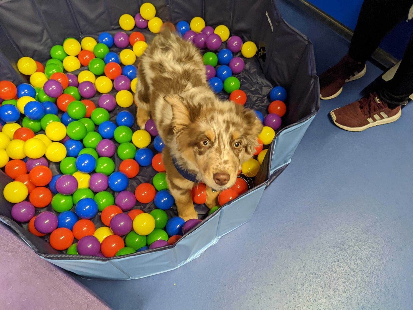 Social & Gym Sessions, Canine Enrichment Center