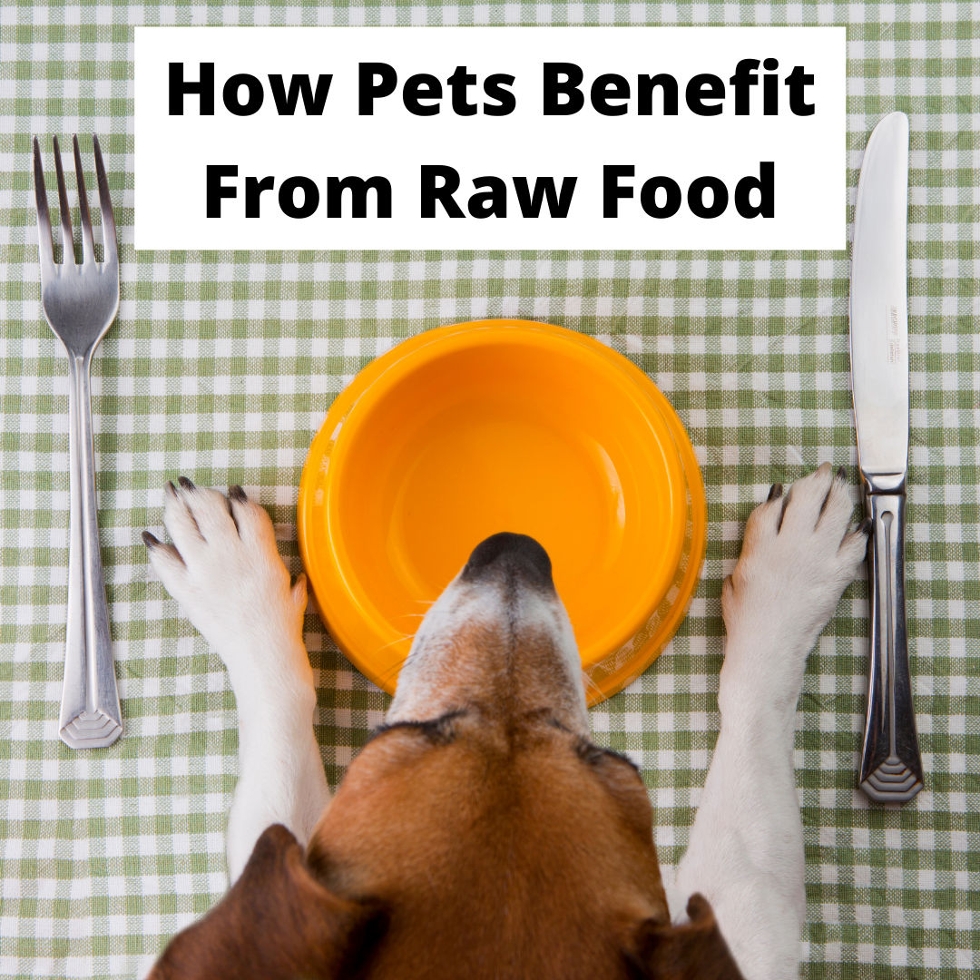How Pets Benefit from Raw Food