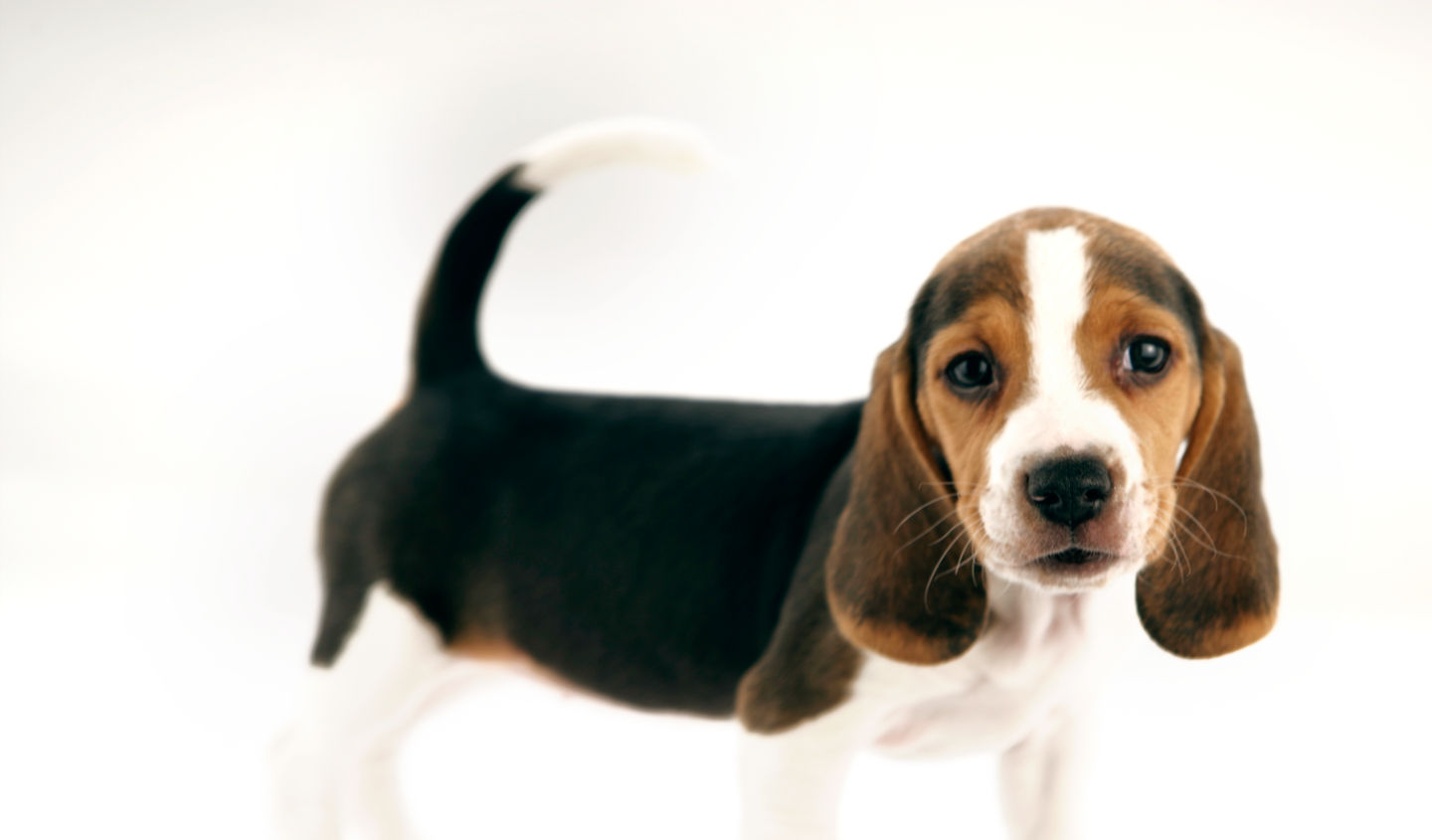 Shop Local: The Benefits of Supporting Independent Pet Boutiques