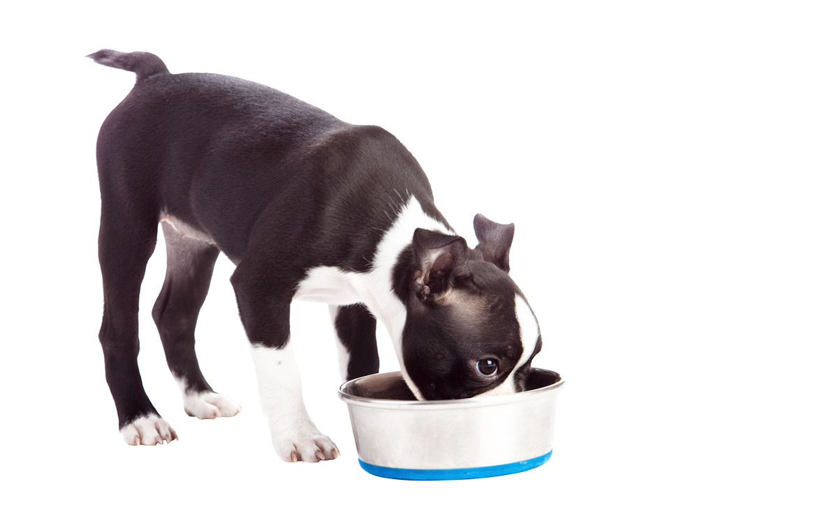 Why Should I Feed a Raw Diet?