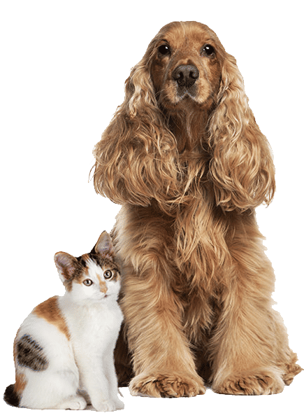 Dog-Cat