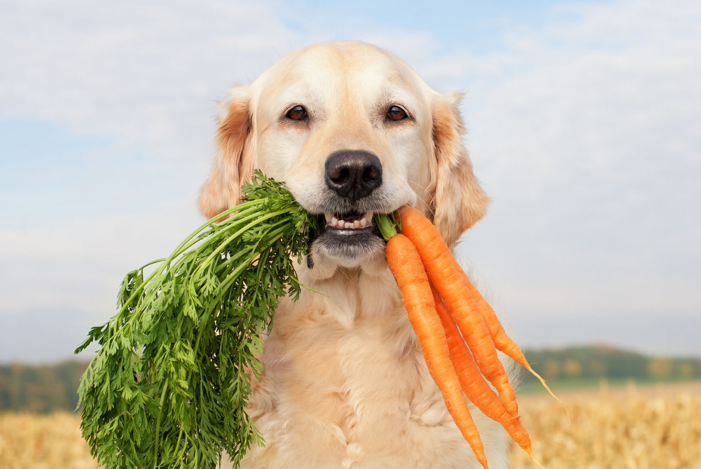 Feeding Your Dog Human Food What You Need To Know