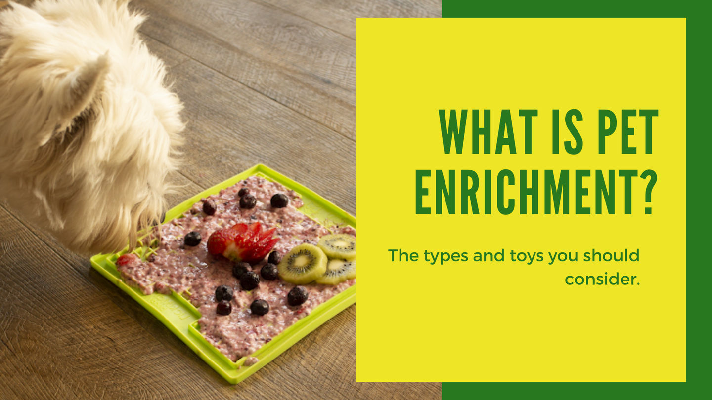 What Is Pet Enrichment? Dallas, Texas