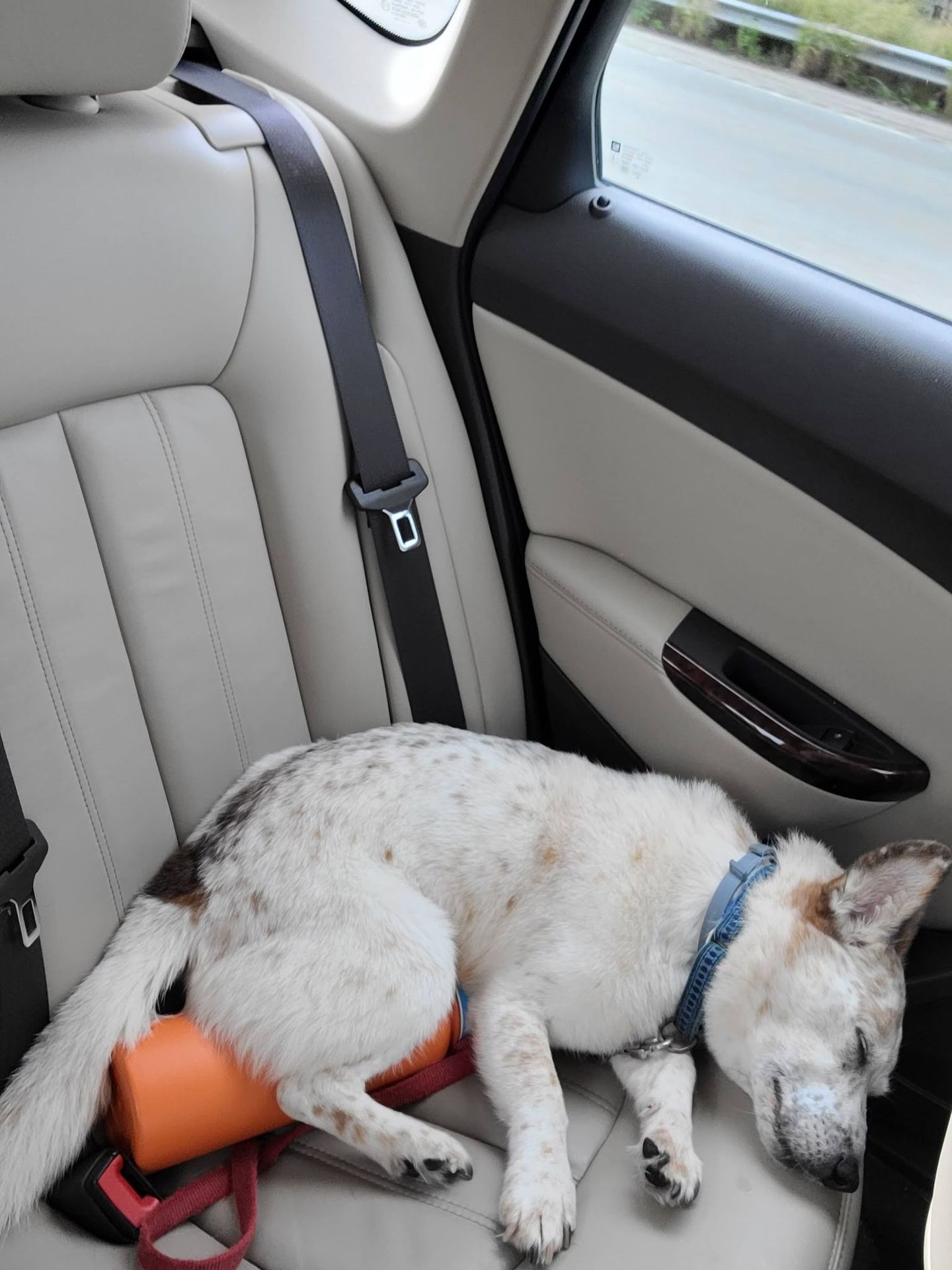 Small mixed breed dog sleeping in car