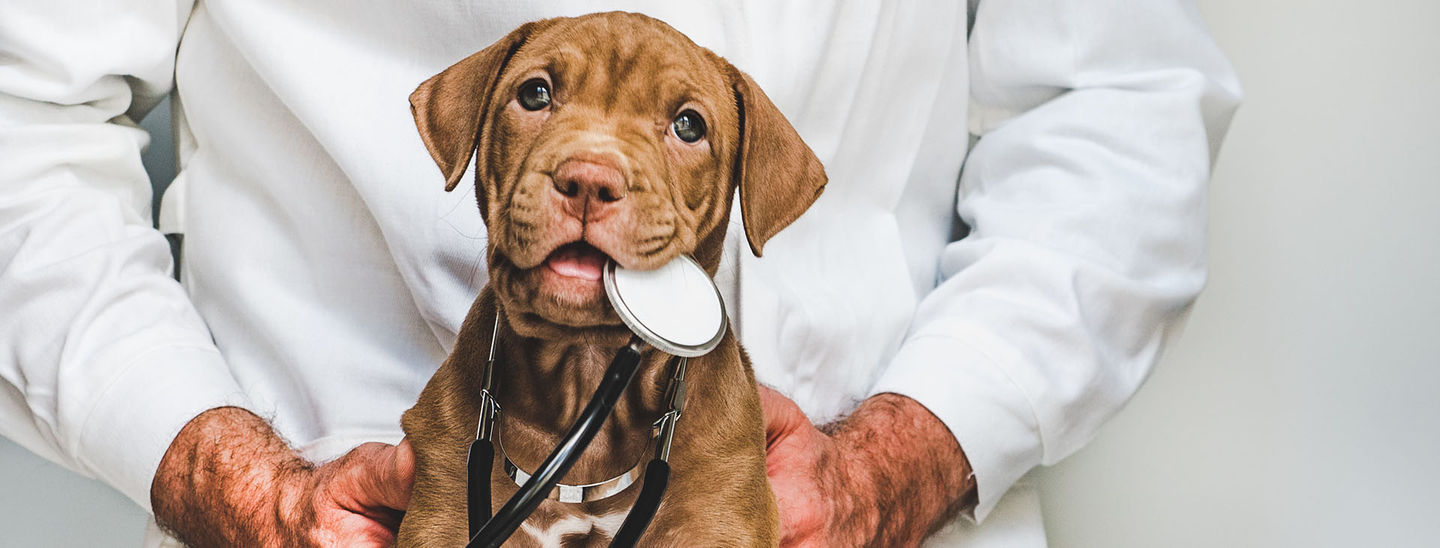 DCM Incidence in Dogs Remained Flat with No Correlation to 500% Growth of Grain-Free Diet Category O