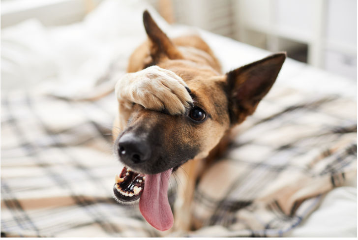 Pet Vasectomy and Dangers of Neutering