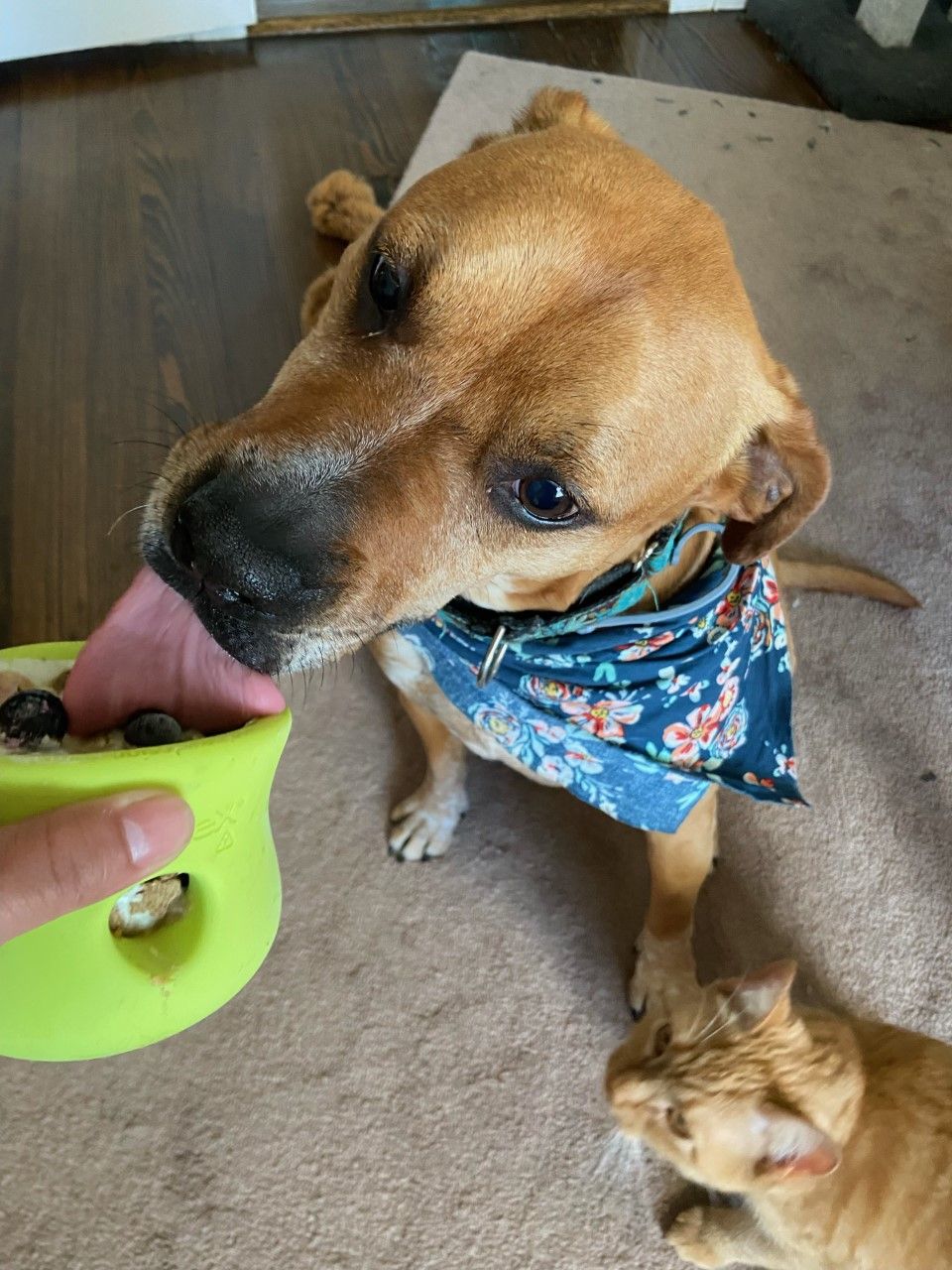 The Best Dog Feeding Toys — Enrichment 101 - Bings Best Things