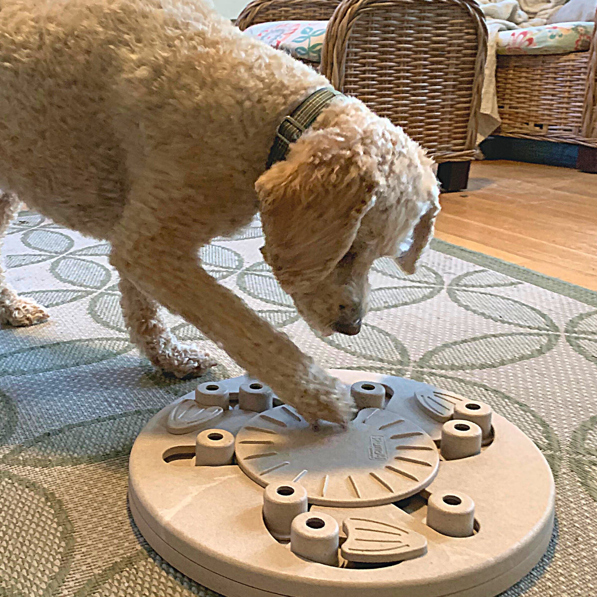 Breakfast Platter Snuffle Dog Toy