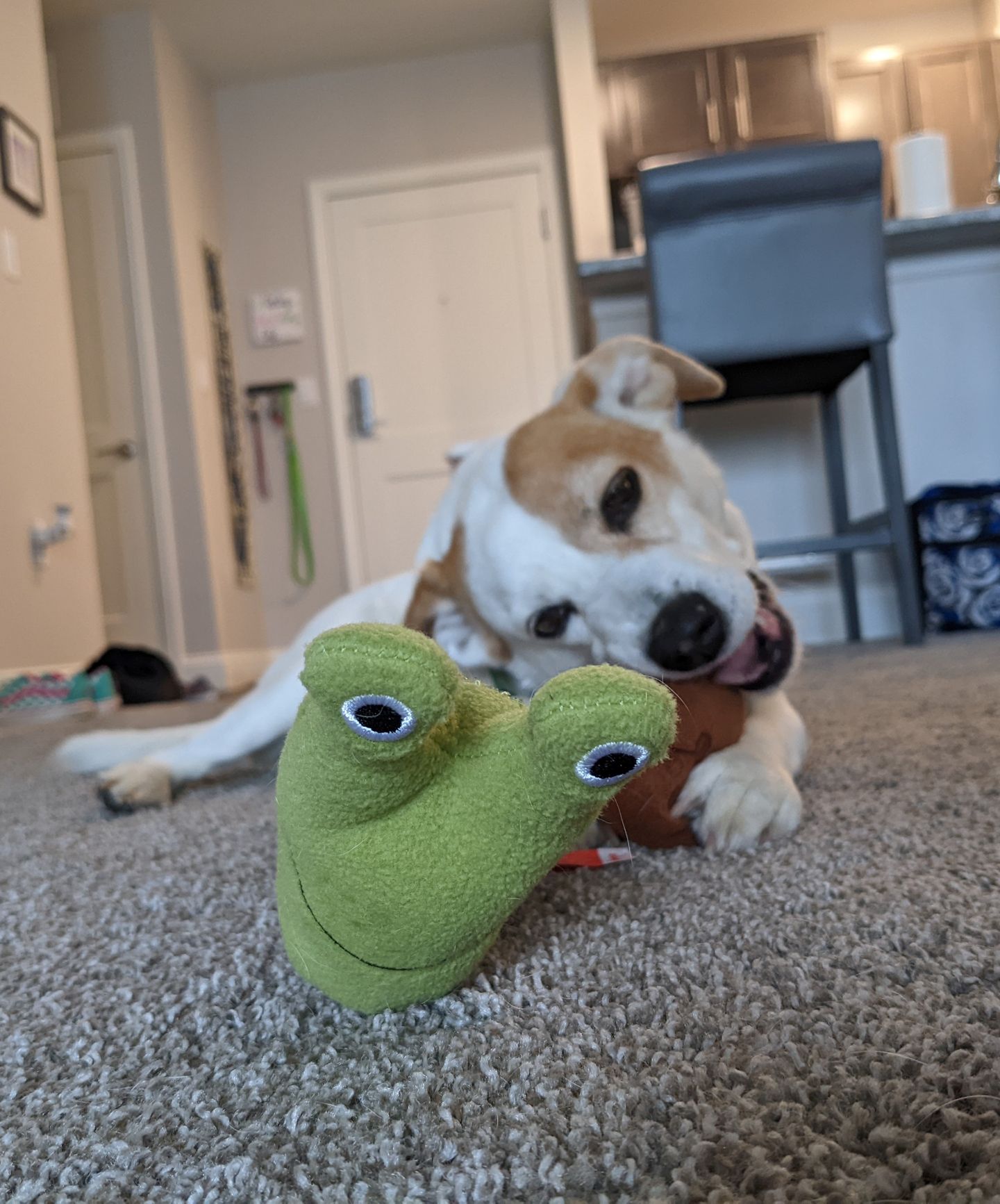 The Best Dog Feeding Toys — Enrichment 101 - Bings Best Things