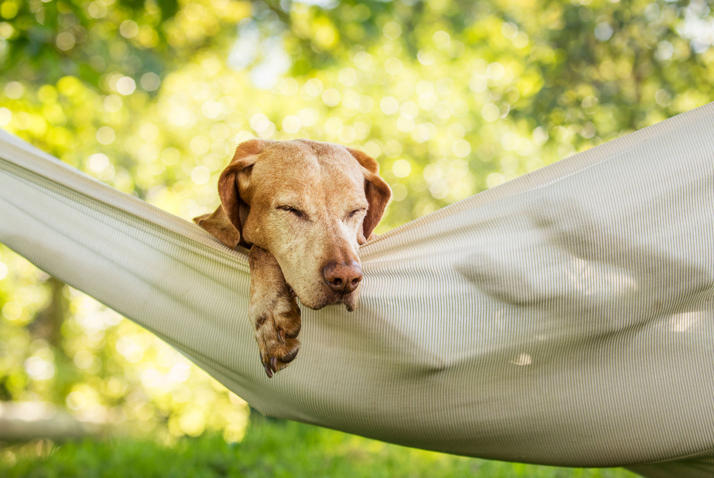 6 Ways to Reduce Stress for Your Pet