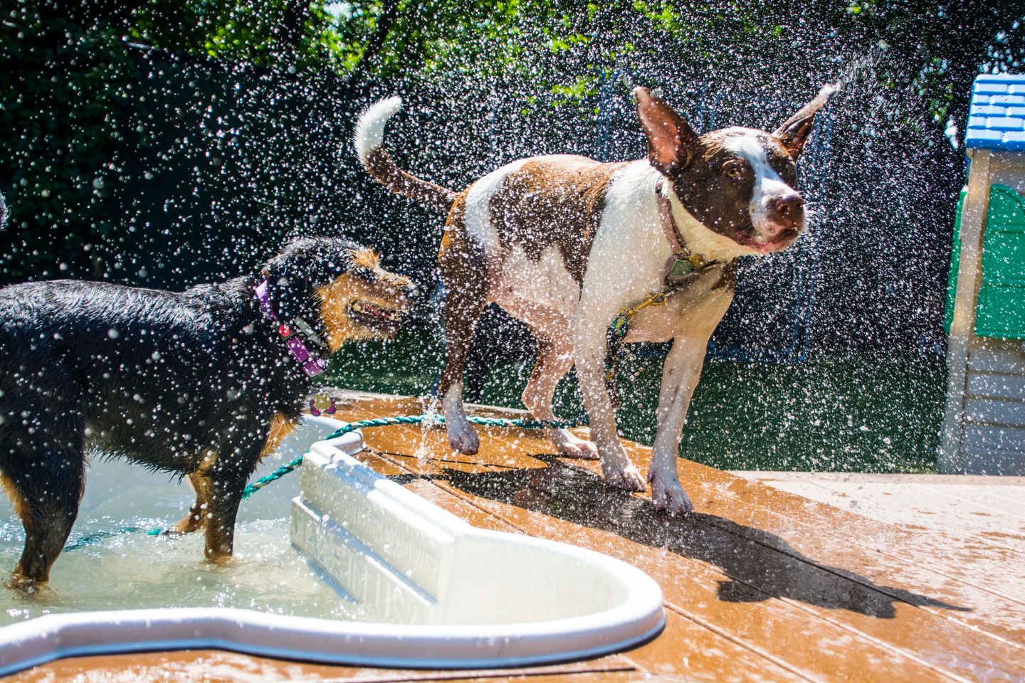 Heat Safety Tips for Dogs