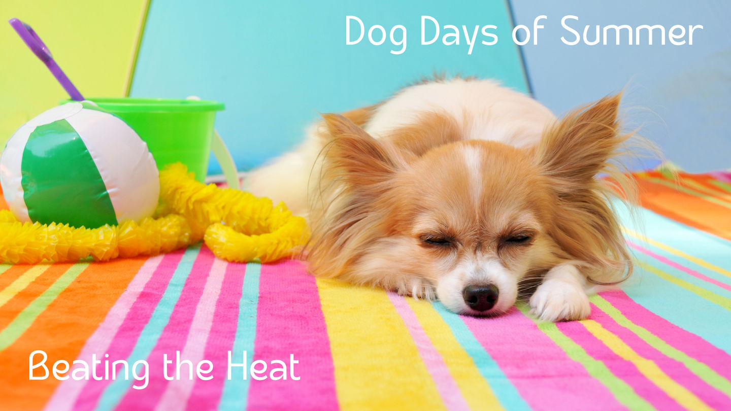 Keeping Cool During the Dog Days of Summer