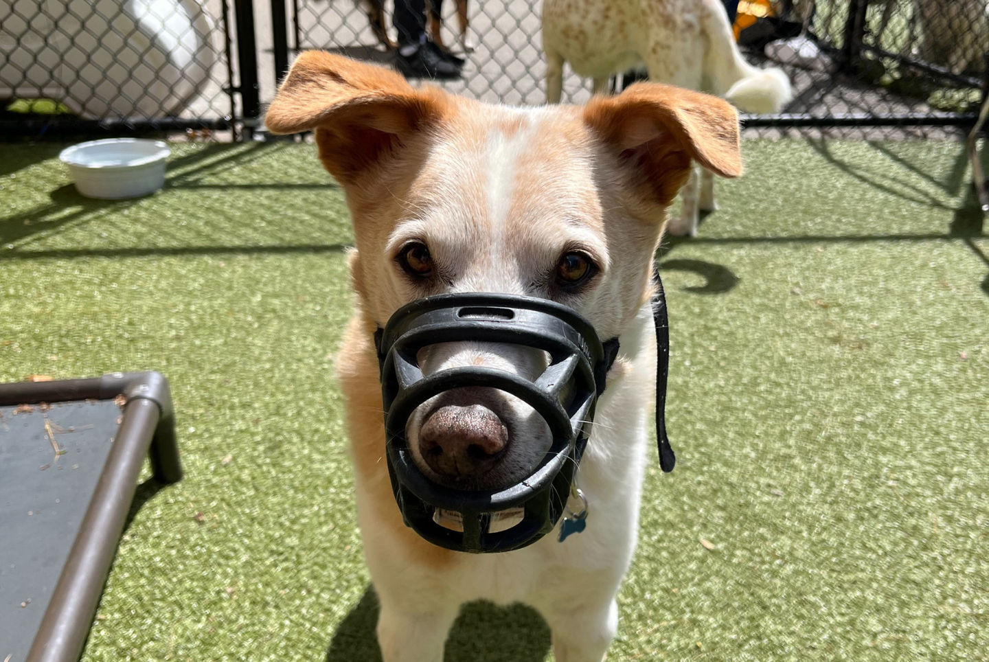 are muzzles okay for dog training