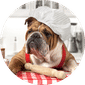 Baked Treats for Dogs