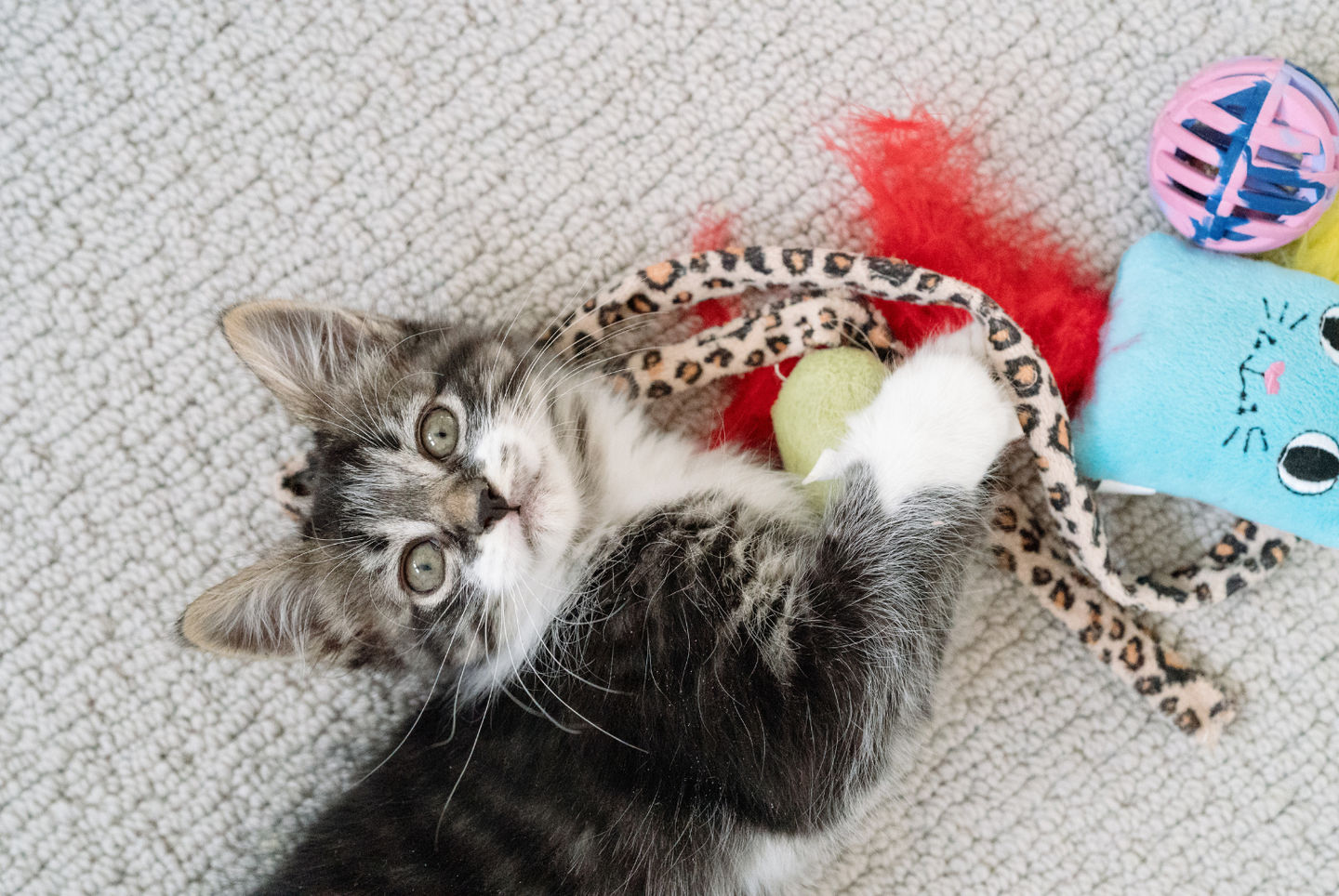 From Bored to Blissful: How Cat Toys Can Enrich Your Feline