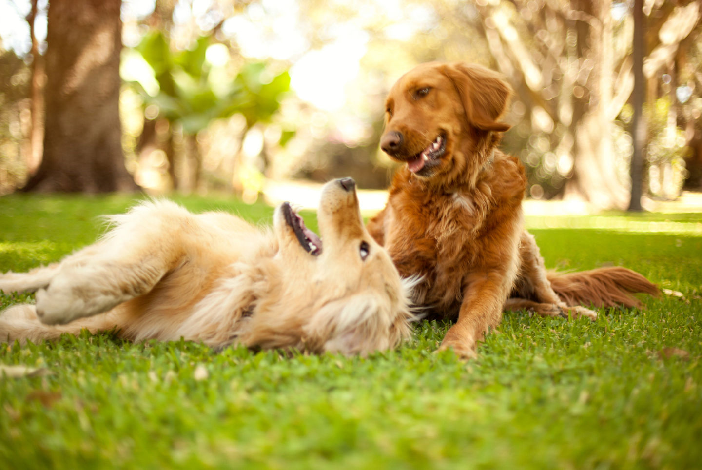 Image of blog post CBD for Pets: Frequently Asked Questions