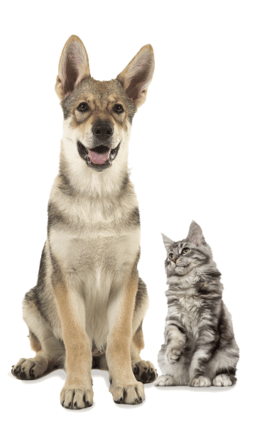 Dog-Cat