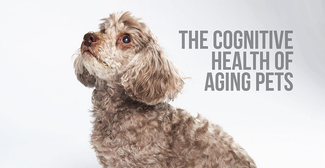 The Cognitive Health Of Aging Pets Muskego, Wisconsin
