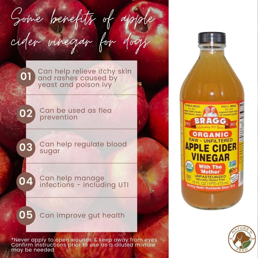Apple Cider Vinegar And Dogs Uti At Amy Peters Blog