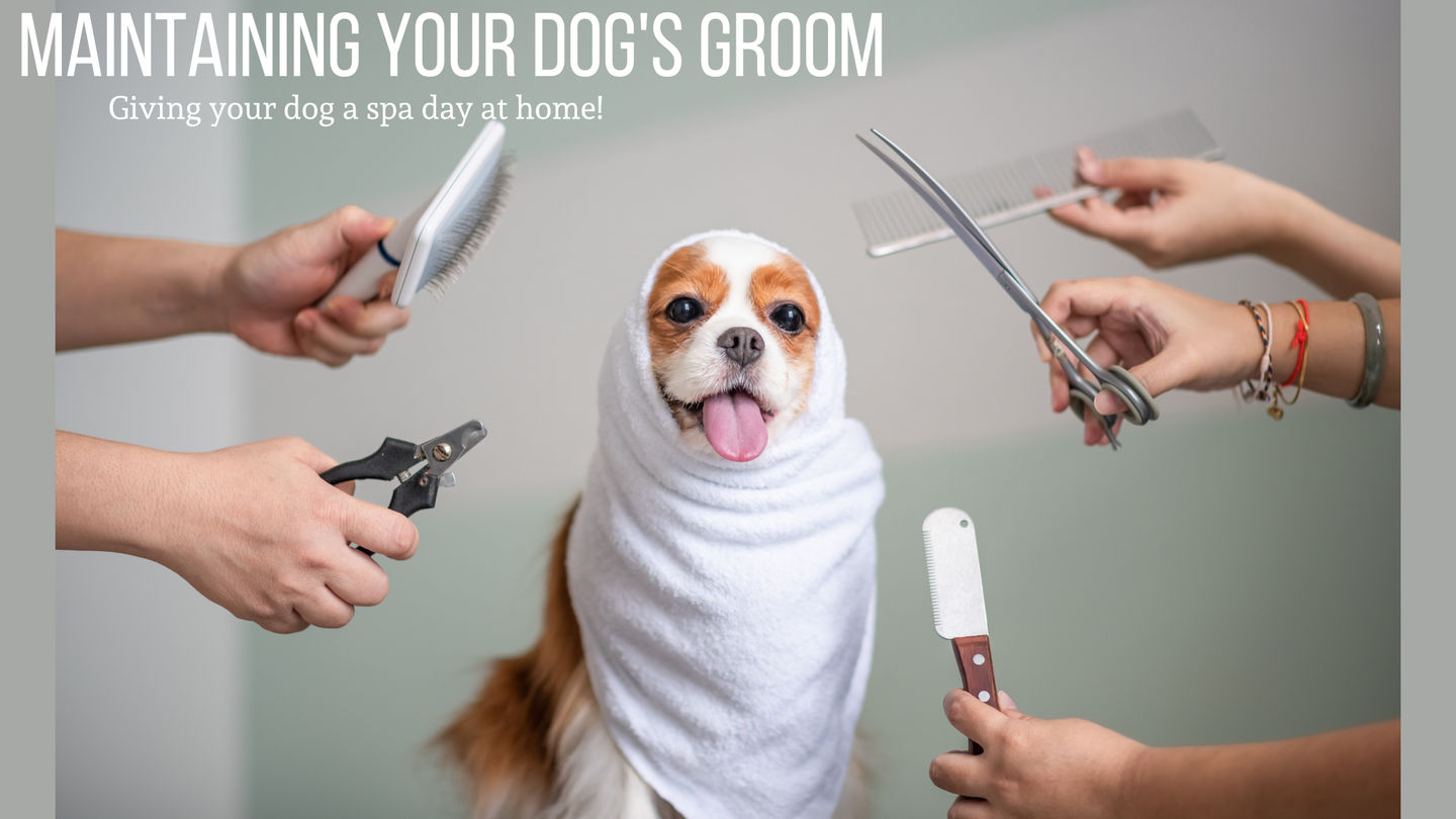 Maintaining Your Pet’s Groom