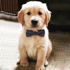 lucky puppy