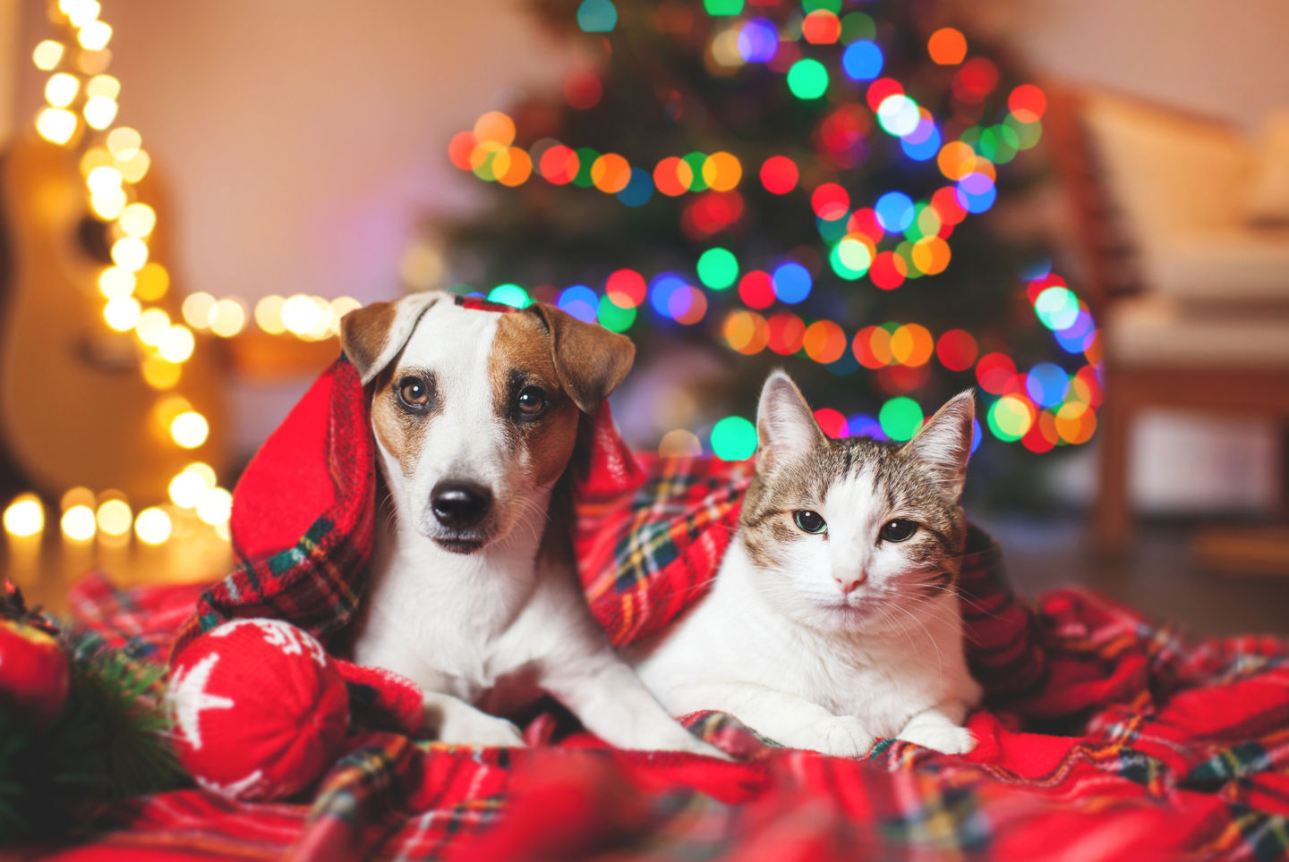 Image of blog post 7 Holiday Hazards for Pets