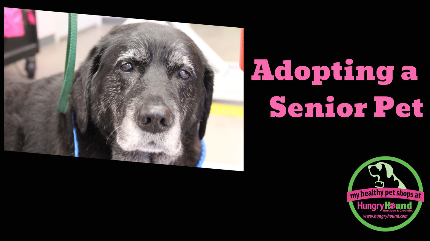 Image of blog post Adopting a Senior Pet