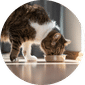 Cat Food and Supply