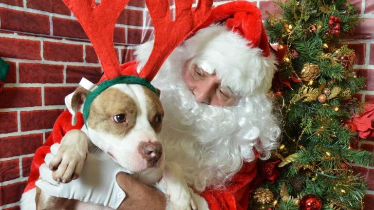Holiday events for pets on Long Island