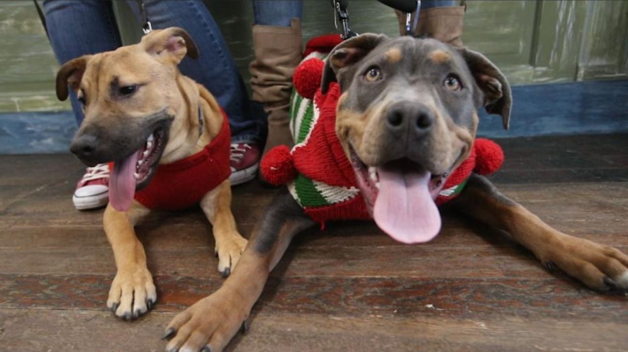 Ugly sweaters aren't only for humans