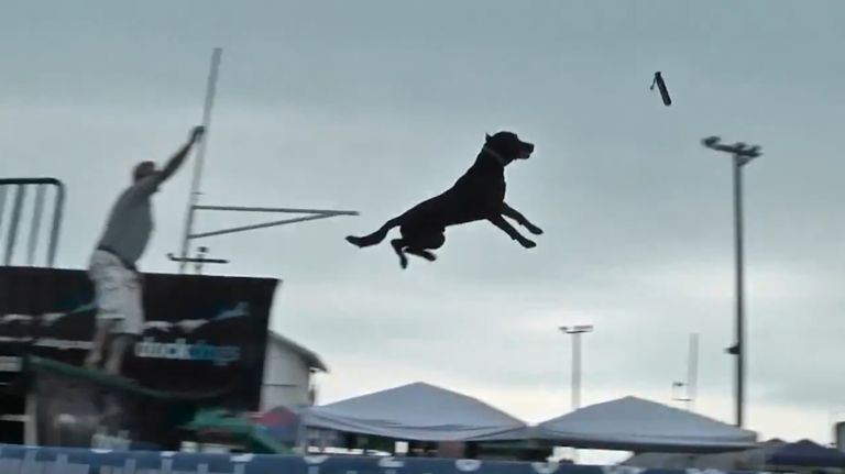 Dogs compete in dock diving — jumping and swimming — at Peconic event